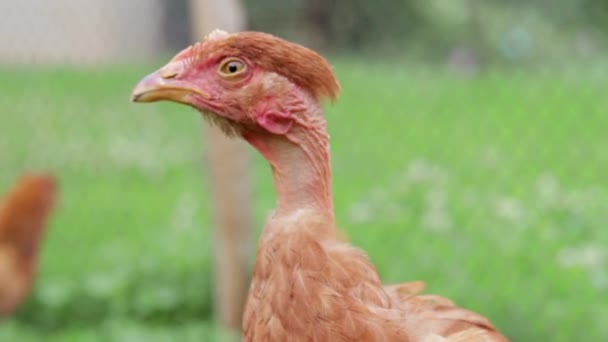 Breed Chicks Naked Portrait Bare Necked Free Range Hen Countryside — Vídeo de stock