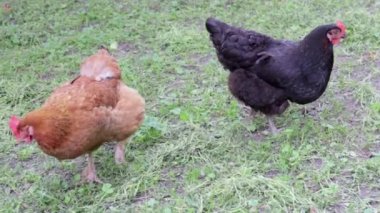 Black and red hens are looking for food in the yard. Agricultural industry. Breeding chickens. Close-up of chickens in nature. Domestic birds on a free range farm. They are playing in the yard