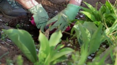 Planting a dahlia tuber in a flower garden. Working with plants in the garden. Gardening with flower tubers. Dahlia roots. Hands of a gardener in the garden in gloves. Ukraine, Kyiv - May 8, 2022