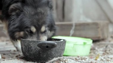 A hungry big dog on a chain near the barn eats food from a bowl. View from the bottom. Muzzle close-up. Close portrait of a guard dog on a chain. Sunny day outdoors