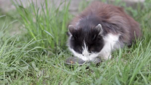 Herrelös Katt Äter Liknande Mat Från Metallskål Marken Gräset Utomhus — Stockvideo