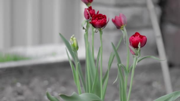 Tulips Bloom Garden Bright Colored Tulips Growing Garden Heads Moving — Wideo stockowe