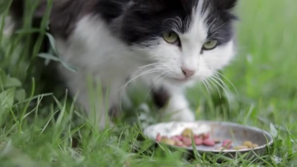 Herrelös Katt Äter Liknande Mat Från Metallskål Marken Gräset Utomhus — Stockvideo