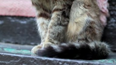 Paws and tail of a sitting cat. Concept. Close-up of the beautiful paws of a cat sitting by the door