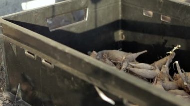 Yıldız çiçeği köklü plastik siyah bahçe kutuları. Çiçek şişeleri güneşte kurur. Bitki ve çiçek yığınları. Dahlia ekim mevsimi. Topraksız pek çok yıldız kökü. ekin malzemesi