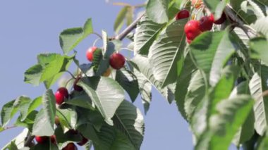 Yazın başında hasat zamanından önce ağaç dalından sarkan olgun kırmızı ve tatlı kiraz meyveleri. Ağaç dalından sarkan lezzetli ve sulu koyu kırmızı kiraz meyveli bir ağaç.