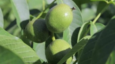 Green young walnuts grow on a tree. Variety Kocherzhenko close-up. The walnut tree grows waiting to be harvested. Green leaves background. Nut fruits on a tree branch in the yellow rays of the sun