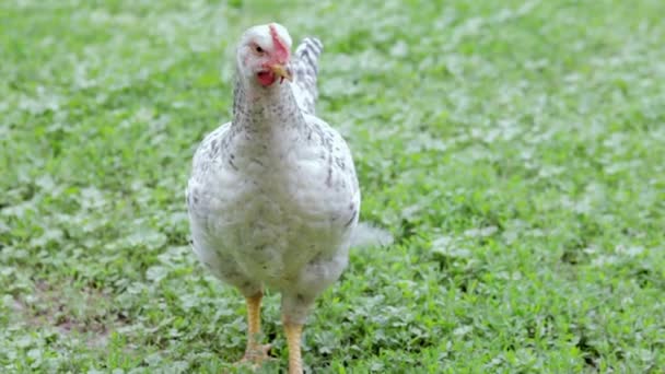 2,476 vídeos de Cabeza de pollo, metraje de Cabeza de pollo sin royalties |  Depositphotos