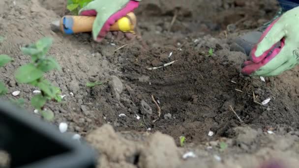 Gardener Rakes Earth Planting Gardening Womens Hands Gloves Hold Garden — 비디오