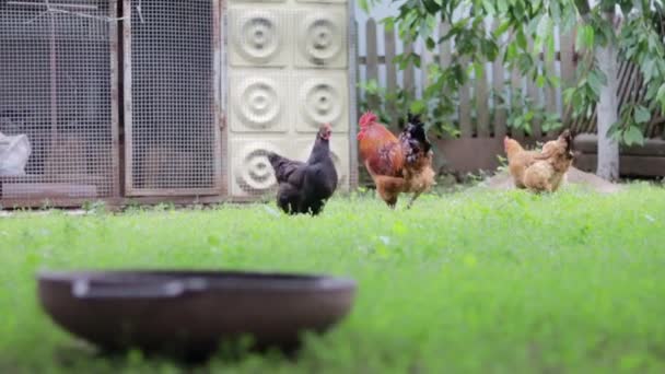 Red Hens Yard Looking Food Agricultural Industry Breeding Chickens Close — Vídeo de Stock