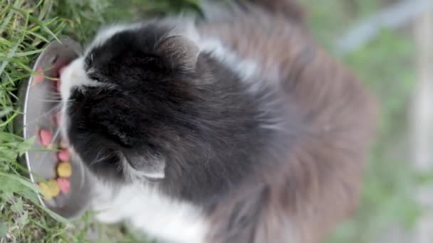 野良猫が草の中の地面にある金属製のボウルから似たような食べ物を屋外で食べる 垂直ビデオだ ウクライナでの戦争のために放棄されたペット2022 — ストック動画
