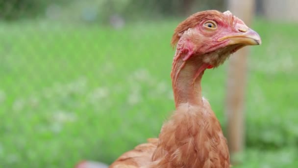 Breed Chicks Naked Portrait Bare Necked Free Range Hen Countryside — Vídeo de stock