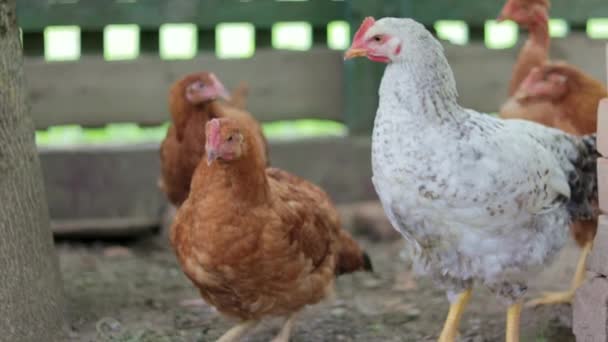 Κοτόπουλα Στη Φάρμα Έννοια Των Πουλερικών Λευκό Και Κόκκινο Κοτόπουλο — Αρχείο Βίντεο