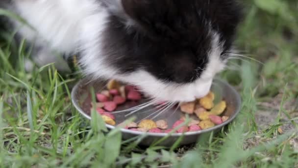 Street Stray Cat Eats Similar Food Metal Bowl Ground Grass — Video Stock