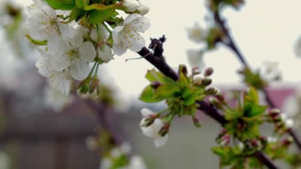 Flores Flor Cerezo Día Soleado Primer Plano Naturaleza Aire Libre — Vídeos de Stock