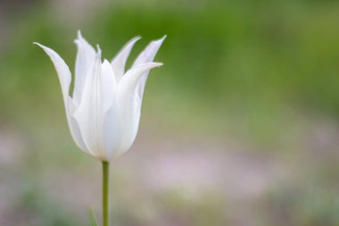 Selective focus of one white tulip in the garden with green leaves. Blurred background. A flower that grows among the grass on a warm sunny day. Spring and Easter natural background with tulip