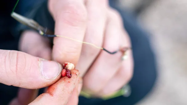 Pescador Coloca Isca Gabarito Vermes Sanguíneos Larvas Mosquito Gancho Mormyshka — Fotografia de Stock