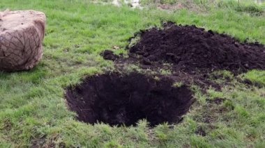Şehir parkında ekime hazır tohumlar, peyzaj konsepti. Ağaçları dikmek için sıcak bir hava. Elle dikilmiş bir ağaç. Gelecekte daimi bir yere ekilmek için kullanılan fidan..
