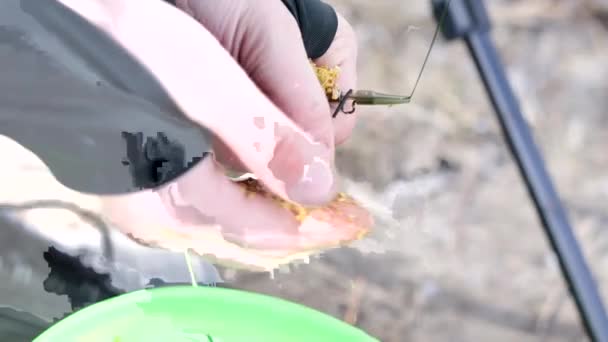 Pescatore Mette Cibo Pesce Nell Alimentatore Primo Piano Delle Mani — Video Stock
