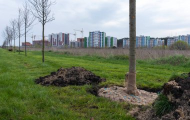 Bir şehir parkında genç bir ağaç fidanı dikilir. Parkta yeni oluşturulmuş genç ağaçlardan oluşan bir ara sokak. Şehir peyzaj tasarımı konsepti. Tohum ekmeye hazır şehir parkında, peyzaj konsepti