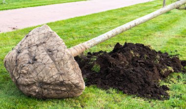 Şehir parkında ekime hazır tohumlar, peyzaj konsepti. Ağaçları dikmek için sıcak bir hava. Elle dikilmiş bir ağaç. Gelecekte daimi bir yere ekilmek için kullanılan fidan.