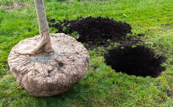 Şehir parkında ekime hazır tohumlar, peyzaj konsepti. Kentsel çevrede genç ağaçlar, yeşillik kavramı. Ağaçları dikmek için sıcak bir hava. Yeniden ağaçlandırma kavramı.