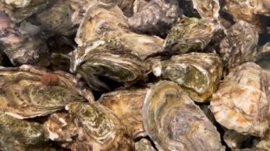 Close-up of fresh oysters in an aquarium with clear water. Live seafood before cooking. Shellfish for cooking. Family of marine bivalve mollusks