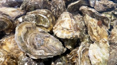 Close-up of fresh oysters in an aquarium with clear water. Live seafood before cooking. Shellfish for cooking. Family of marine bivalve mollusks