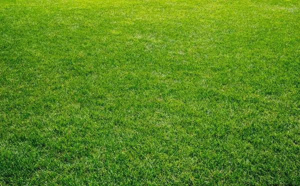 スムーズな緑の草 晴れた日に整えられた芝生 太陽の黄緑の草の自然の背景 スタジアムグラス 庭の背景 明るい草の概念のトップビュー スポーツ分野のための芝生 ロイヤリティフリーのストック画像