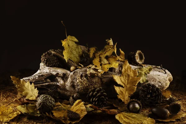 stock image close-up shot of wooden trunk with golden leaves, chestnuts and pine cones