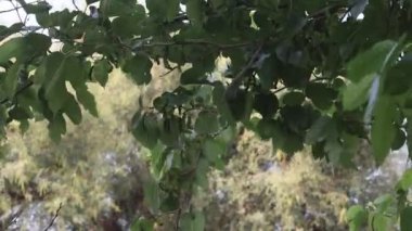 Odaklı ön plan ve bulanık bokeh yeşil ağaç arka planının yakın plan görüntüleri doğal bırakır