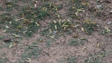 Sabahları karınca yuvası ya da karınca kolonisi etrafında çalışan binlerce karınca grubunun yakın çekim görüntüleri. Karıncalar doğaya, karıncalar takımına, böcekler takımına.