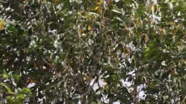 Rüzgarlı bir sabahta, orman manzarasında sonbahar huş ağaçlarının yakın çekim görüntüleri.