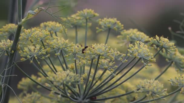 Close Footage Black Big Ant Working Fennel Flower — Stock Video