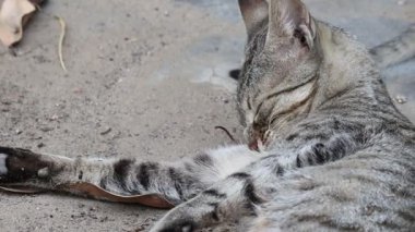 Yakından çekilen kedi ve saç temizleme görüntüleri.