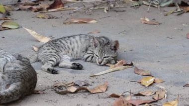 Kedisinin yerde yatıp kameraya bakarken çekilmiş yakın çekim görüntüleri.
