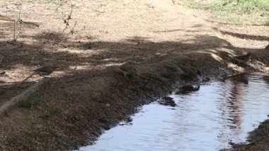 Akan su kanalından su içen susamış kuşların yakın çekim görüntüleri.