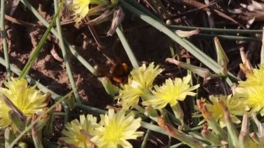 Arı 'nın yabani sarı çiçeklerden bal topladığı yakın çekim görüntüleri.