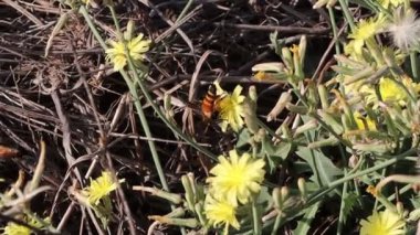 Bal arısının yakın çekim görüntüleri vahşi sarı çiçeklerden polen ve balmumu toplar ve uçar.