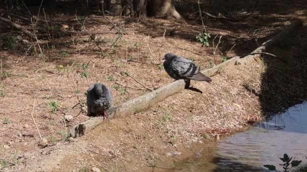 비둘기가 햇빛을 날개로 목욕하는 모습을 가까이 — 비디오