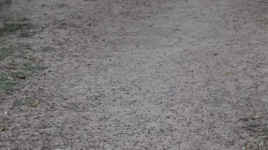 Çok sayıda karıncanın karada yürüdüğünü gösteren yakın çekim görüntüleri.