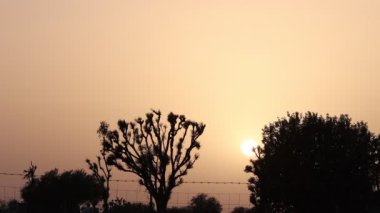 Güneş 'in ormanda oluşunun yakın çekim videosu.