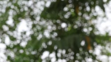 Soyut bulanık yeşil yaprakların ve ağaçların güneş ışığı ilkbaharı olan ormandaki yakın çekim görüntüleri. Bitki ormanlarında tarım kavramı