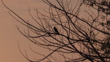 Güneş doğarken ağaç dalında oturan siluet karga kuşunun yakın çekim görüntüleri.