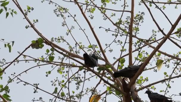 Rekaman Video Close Dari Pigeon Menari Cabang Pohon — Stok Video