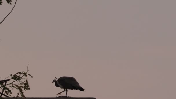 Close Video Footage Peahen Walking Wall Sunrise — Stock Video