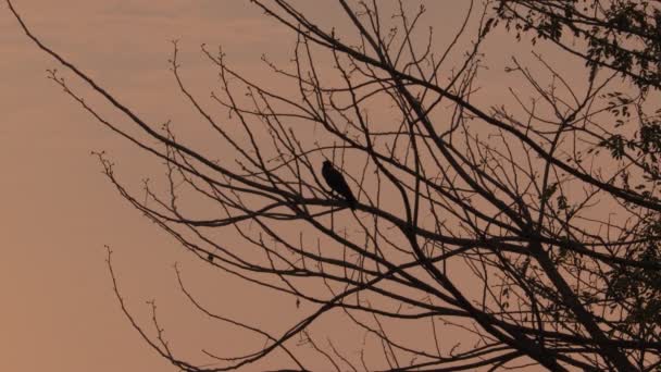クローズアップビデオ映像のシルエットカラス鳥座って上の木の枝で日の出 — ストック動画