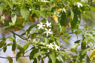 Close-up photo of White flowers bloom on Jasmine plant clipart