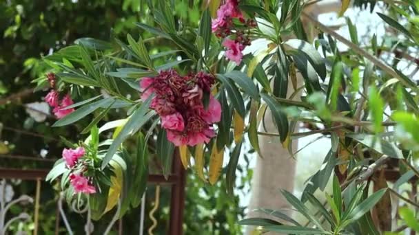 Zbliżenie Góry Materiał Filmowy Żółte Kwiaty Kwitnące Kaner Oleander Kwiat — Wideo stockowe