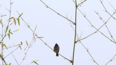 Bambu dalına konmuş bülbül (bülbül) görüntülerine yakından bakın.